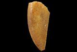 Serrated, Raptor Tooth - Real Dinosaur Tooth #179572-1